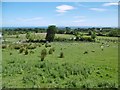 Milltown, sheep grazing