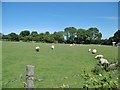 Millbrook, sheep grazing