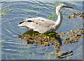 Grey heron at Fairlie