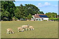 Sheep and house on edge of Kent