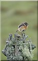 NR4664 : A sodden Stonechat by James T M Towill