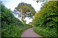 West Somerset : Country Lane