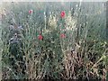 Poppies by Dukes Avenue, Ham