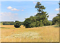 Farmland on Segsbury Down