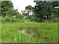 Small pond, Weston Green