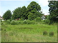 Small pond, Weston Green (2)