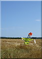 Scarecrow in a field of barley at Treven Farm