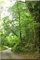 Lane through Higher Crockham Copse