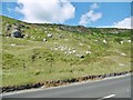 D3314 : Glenarm, sheep grazing by Mike Faherty