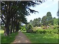 Rhododendrons and a path in Tredegar Park