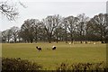 Sheep grazing, Vine Farm