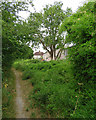 Teversham: footpath and houses