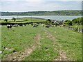 Ballykeel, cattle grazing