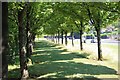 Summer shade at Cartsdyke