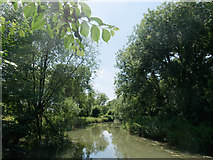 TL4354 : River Cam upstream of Byron's Pool by Julian Paren