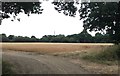 Crop in field beside the Copse