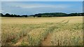 ST4392 : Ripening wheat by Jonathan Billinger