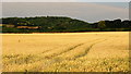 ST4392 : Ripening wheat, 2 by Jonathan Billinger