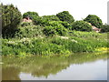 The River Mole south of Molesey Park Road (3)