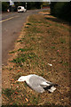 SX9065 : Dead seagull, Barton Road by Derek Harper