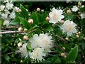 Myrtus communis; Common Myrtle