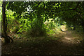 Public footpath, Manscombe Plantation