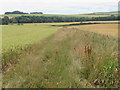 NO7969 : Overgrown track to Carnbury Well at Tullo of Benholm near Laurencekirk by ian shiell