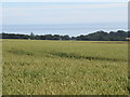 NO7969 : Wheat field with a sea view near Tullo of Benholm near Laurencekirk by ian shiell