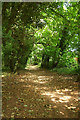 Public footpath, Manscombe Plantation