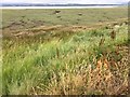 Marshland and estuary