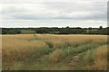 Arable land north of High Weldon