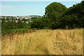 Meadow above Cockington valley