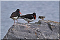 NH7055 : Oystercatchers at Avoch Harbour by Walter Baxter
