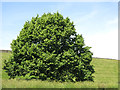 Chestnut tree by the embankment of Bessborough Reservoir