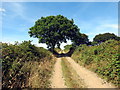 Llwybr ceffyl ger Nantegryd / A bridleway near Nantegryd