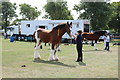 Clydesdale Horses