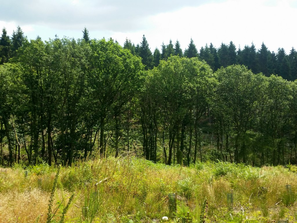 Wentwood Forest © Jonathan Billinger cc-by-sa/2.0 :: Geograph Britain ...