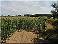 Field of maize near Pudlylake