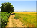 Field near Gosbecks archaeological park