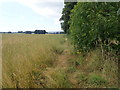 Maelor Way near Glanyrafon woods