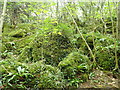 Mossy boulders, Cilygroeslwyd Woods