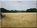 Wheat field near Branston
