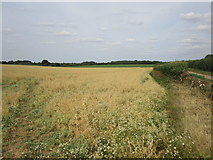 TF0066 : Field of peas in the angle between Hall Lane and Folly Lane by Jonathan Thacker