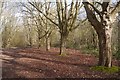 Woodland, Stanmore Country Park