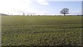 Field, Lower Lodge