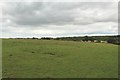 NZ1599 : Grass field south west of Elyhaugh by Graham Robson