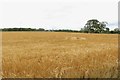 NZ1599 : Arable field beside Elyhaugh by Graham Robson