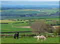 Horses near Sanson Seal Farm