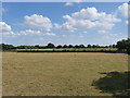 Field with sheep outside Leeming Bar