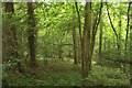 Trees in Park Wood